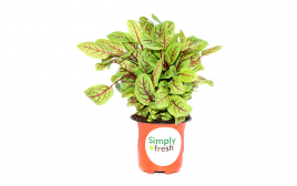 Simply Fresh Red Sorrel-PP   Box  1 pcs